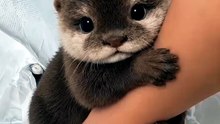 Otter Swett