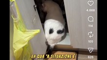 Animali doppiati