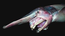 Le requin-lutin : sa mâchoire surgit hors de sa tête pour attraper ses proies