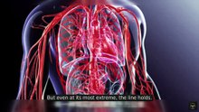 Every Mammal Gets 1 Billion Heartbeats. Humans Get 3 Billion — Why?