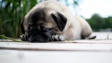 Musique Relaxante pour Chien Anxieux _ Sommeil Profond 🐶💤