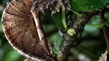 Le Gecko Uroplatus : le maître du camouflage qui disparaît sous tes yeux 🍃🦎