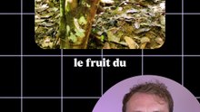 Tu connaissais les 5 ?