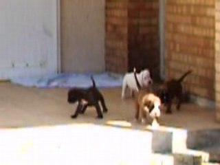 VIDEO CHIOTS TARIFA le 5 Aout 2008 sortie terrasse