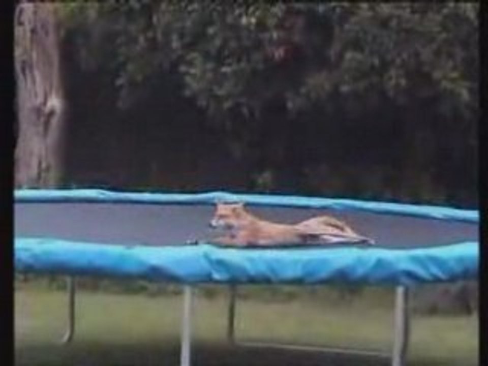 renard trempoline