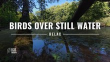 Bird Sounds for Relaxation · Flooded Forest Backwater