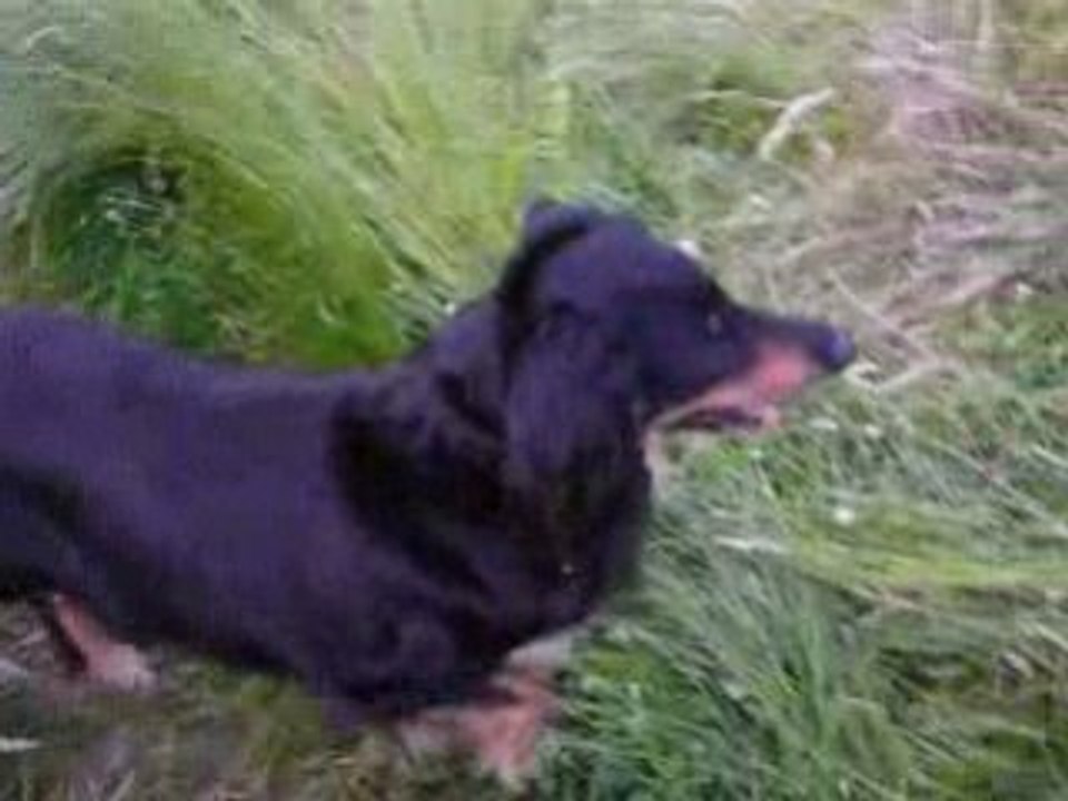 Swallie _