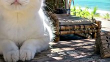 南の島の浜辺で猫に揉まれる5分間を、小声で実況してみた【浜の猫按摩】#shorts