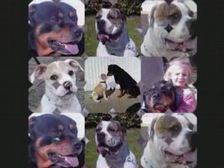 CLIP VIDEO DE MES CHIENS....