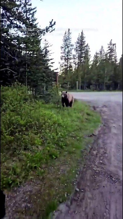 A woman had a frighteningly close encounter with a grizzly bear as she was walking her dog  wilderness camp in Alberta, Canada, on Wednesday, June 24.