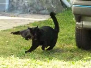 Courand'air et le mulot