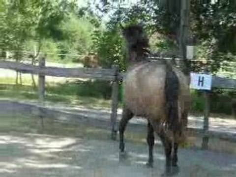 Aout08 Travail en liberté, cercle au trot & rappel