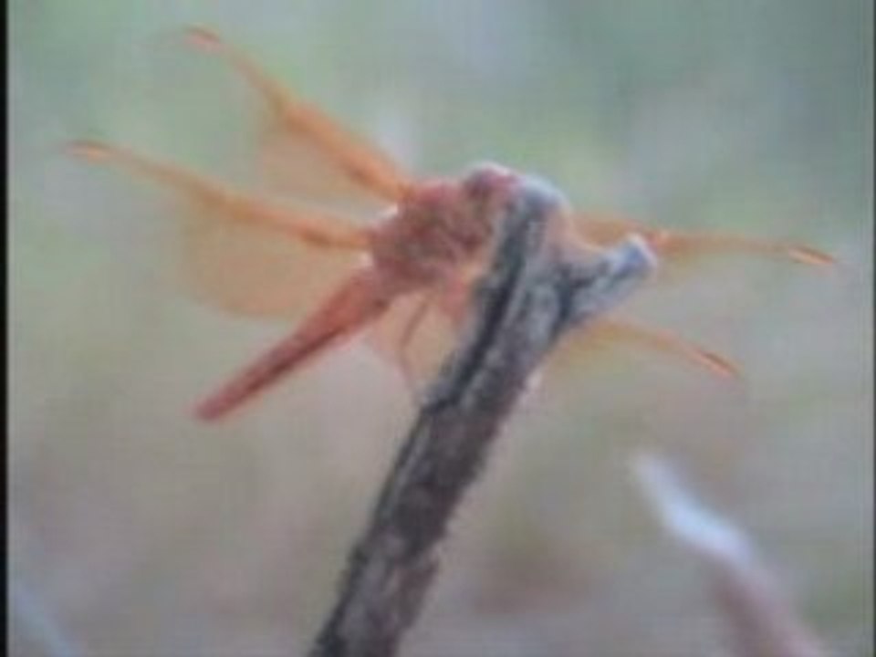 Orange Skimmer Dragonfly