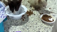 Cheikh Walid Saeedan : Nourrir un Animal = Une Énorme Récompense et le Paradis en Islam