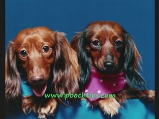 Benefits Of Dog Training School