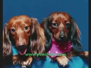 Dog Training Who's The Boss