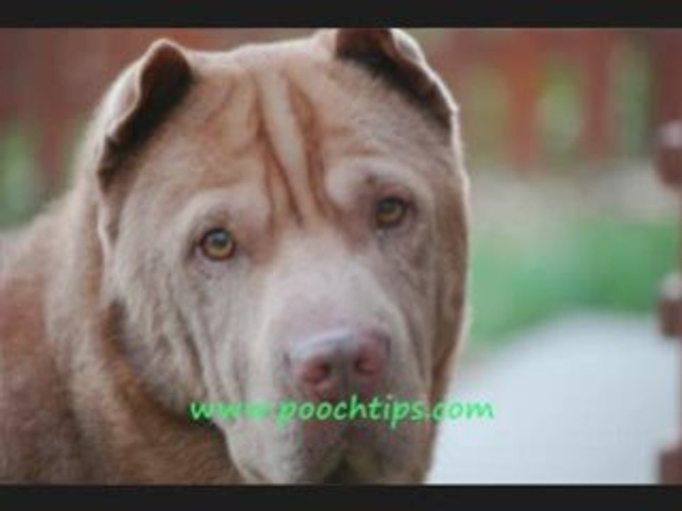 Dog Obedience And Behavior Patterns