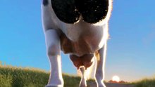 How They Fix A Cow's Injured Hoof
