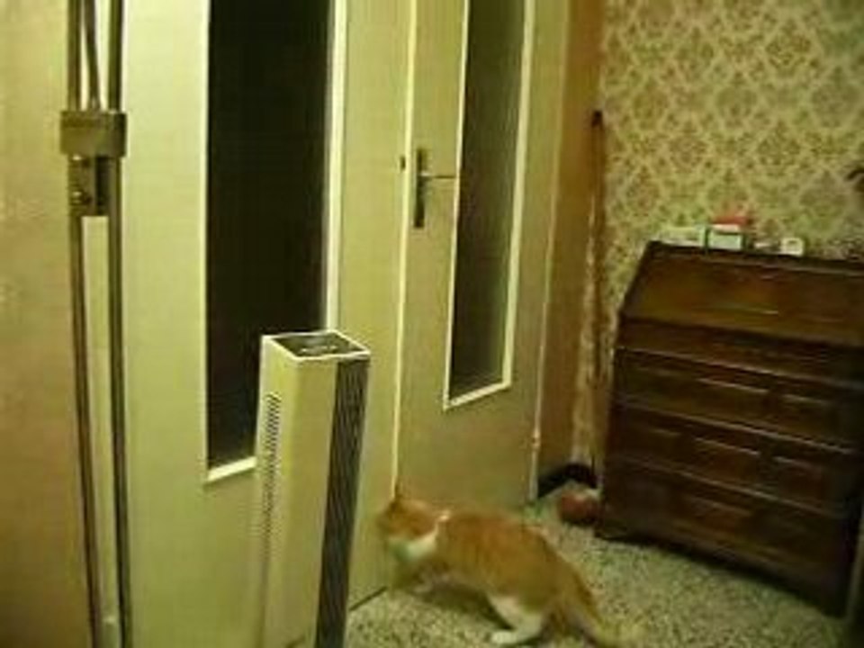 Chat qui ouvre les portes