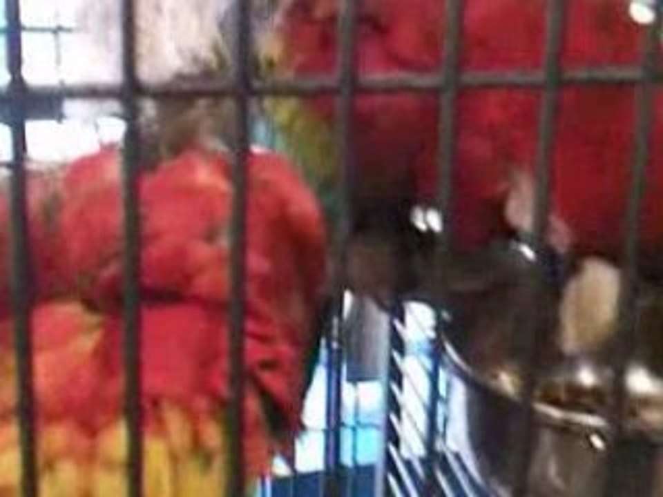 Ouvrez, ouvrez la cage aux oiseaux !