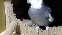 Calopsita minha casinha 🤣🤭🙃