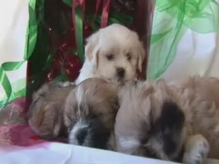 Promoting My Business