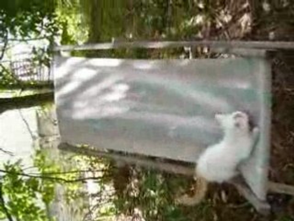 Jeu autour d'une chaise pliante