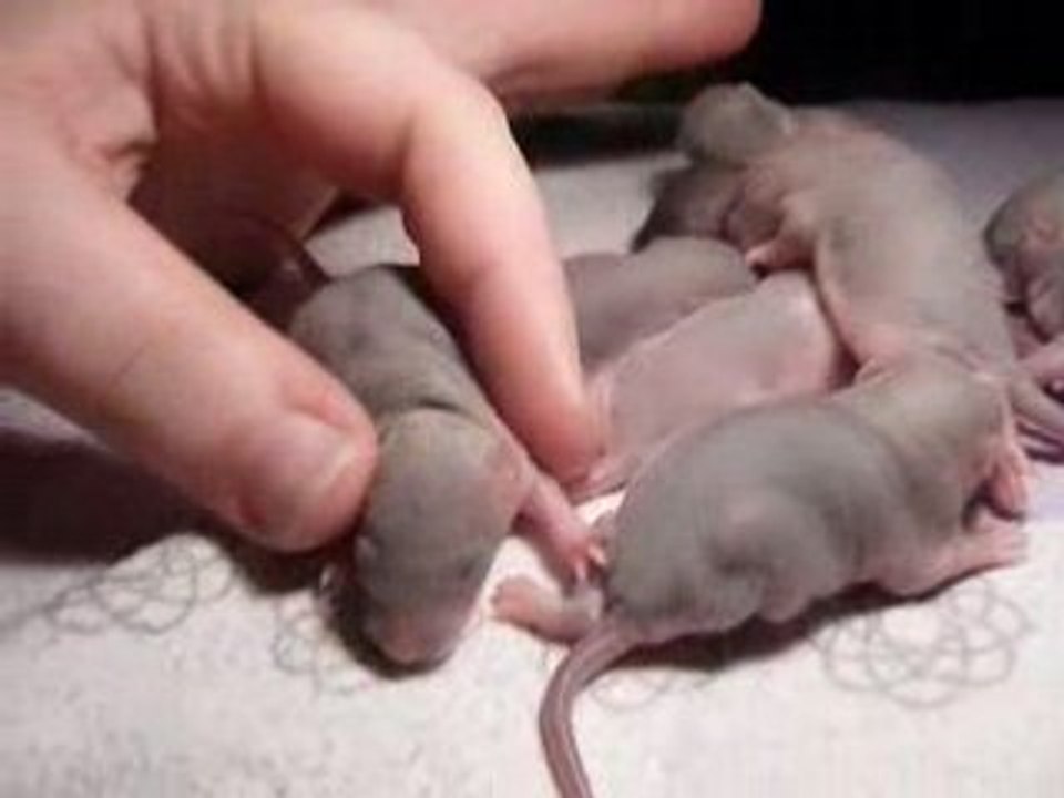 bebes de sheser