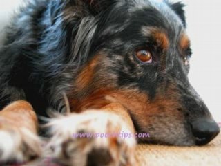 House Training A Puppy Effectively