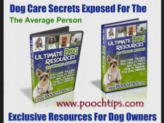 Dog Behavorial Solutions For Owners