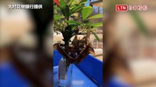 搶救3天黃金交配期！彰化花樹銀行上演「皇蛾相親記」 驚險完成交尾