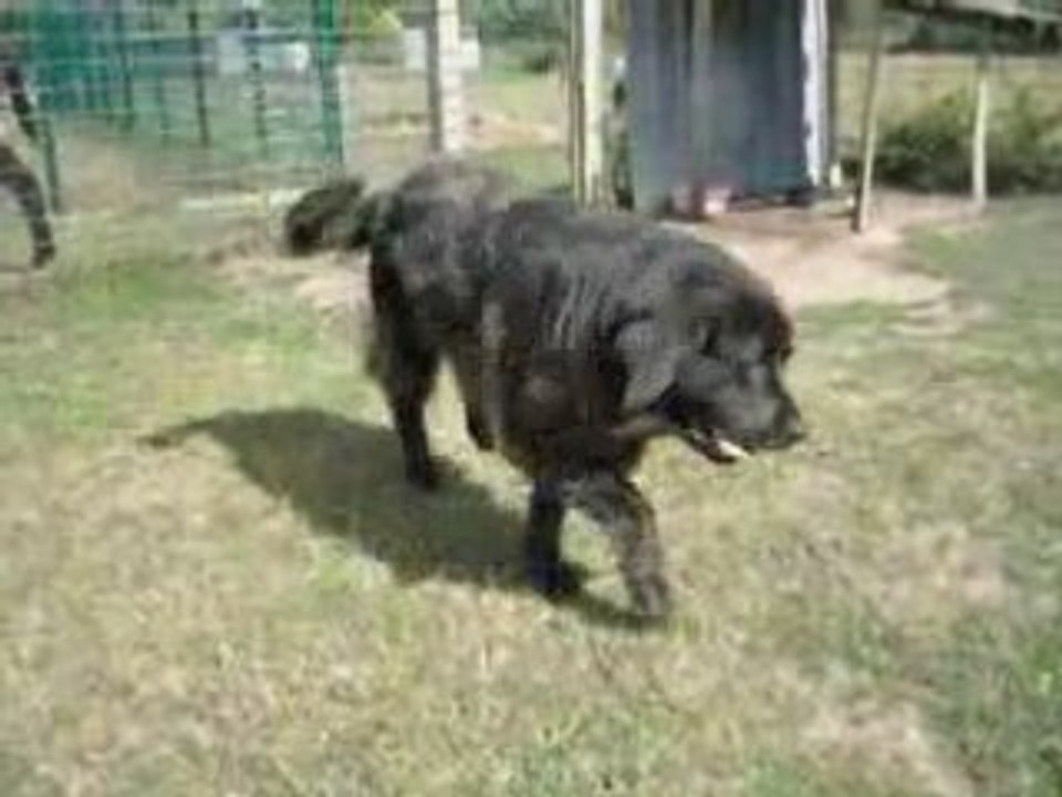 Vicky, gentille terre-neuve