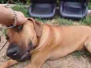 5 aout 2008 cilda, buck,mon pére,riame,et le buggy