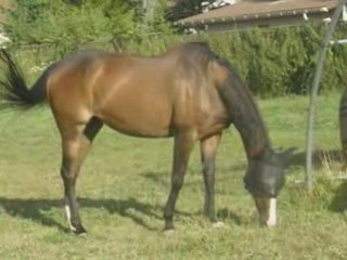 Diapo les chevaux au pré