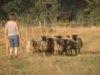 Kelpie Dacapo entrainement mouton juillet 2008