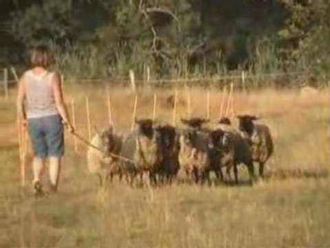 Kelpie Dacapo entrainement mouton juillet 2008
