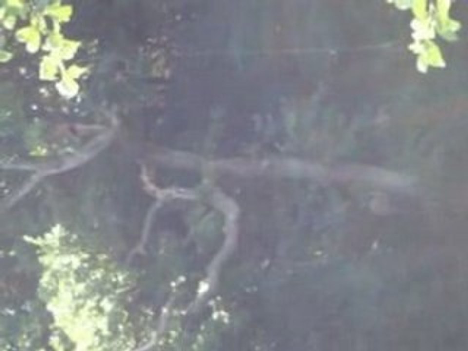 MOV00699