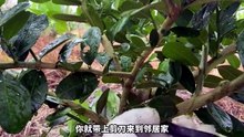 柠檬枝条剪成小段插入水里45天后神奇的事_video