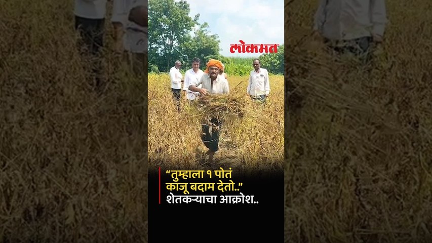 Nanded Drought : साहेब गरीब शेतकऱ्याच्या शेतात या... दुष्काळग्रस्त शेतकऱ्याचा आक्रोश... | Farmers