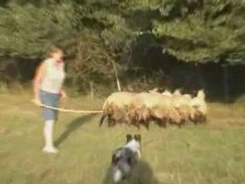 Virgule Shetland Entraînement Juillet 2008