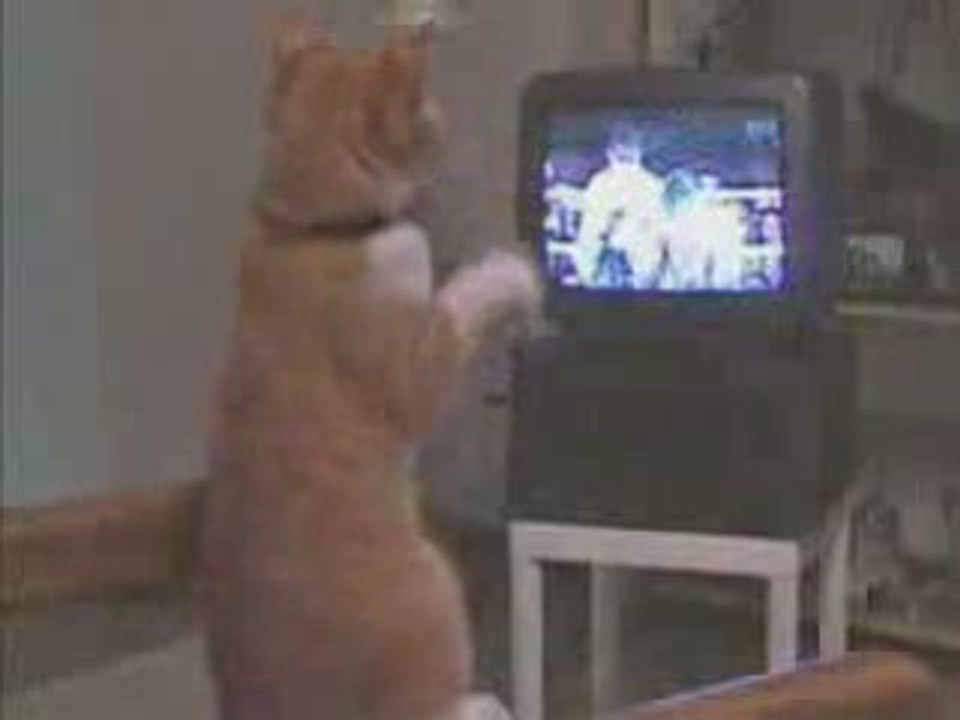 le chat qui BOXE......