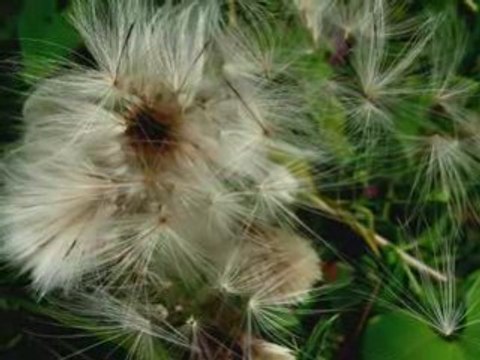 Le pré des Nonnettes -Marchiennes