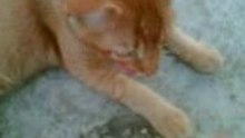 Afternoon kat