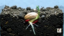 A Nutmeg Seed’s Incredible Journey From Root to Fruit 🌱 | Watch Javitri Form! #Shorts