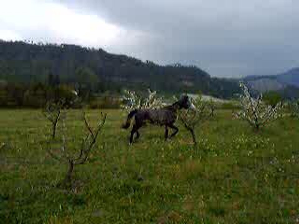 passion au trot