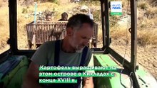 Греция : будущее всемирно известного картофеля с острова Наксос под угрозой