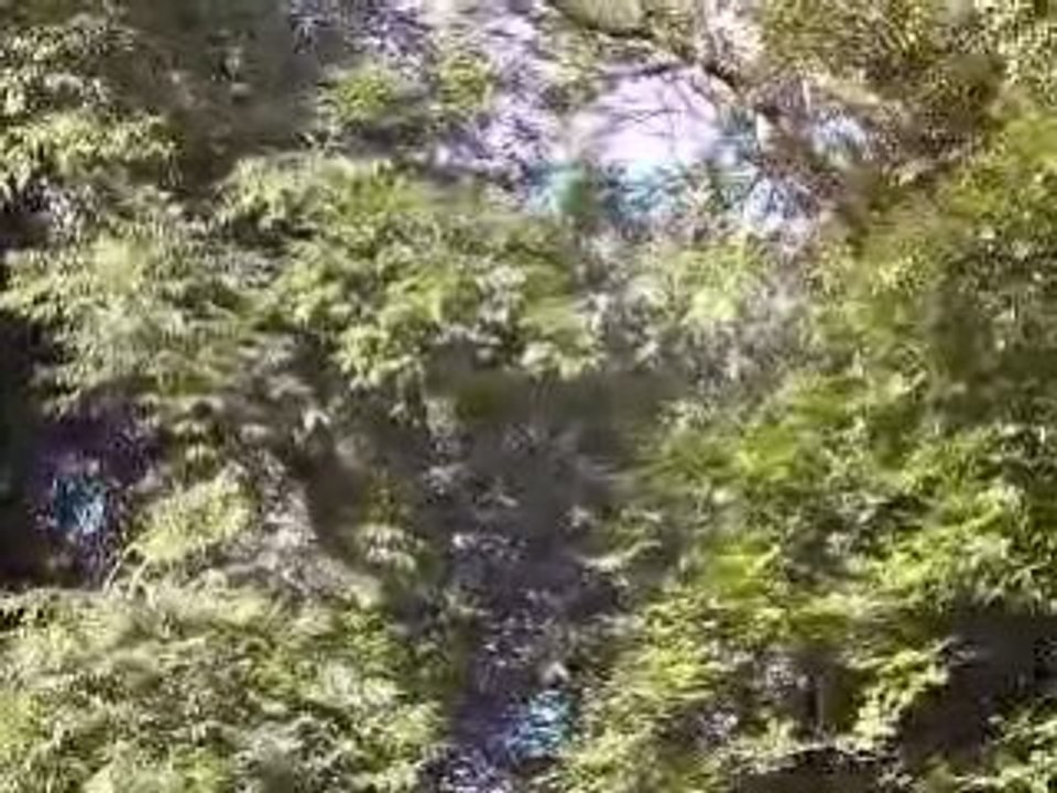 Video arbre habité