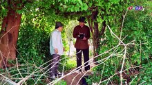 Tập 32 - Tình Thâm Đối Đầu (THVL) _ DV Lê Minh Thành, Tường Vi, Dũng Bino, YeYe Nhật Hạ