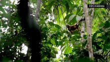 “Pura vida”: la filosofía con la que Costa Rica busca atraer viajeros