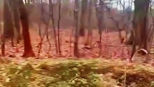 Son chien s’arrête soudainement dans la forêt… ce qu’elle découvre va la surprendre 😳